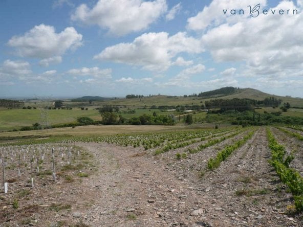 1 10 ha vineyard in sierra carape