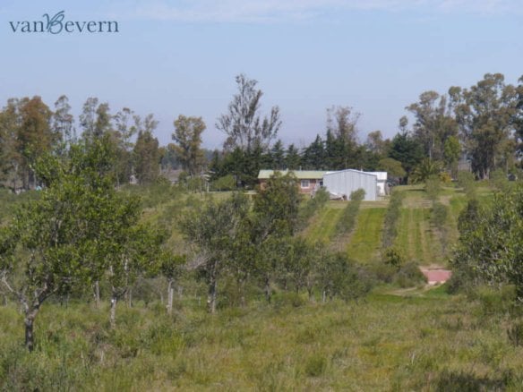 1 27 acres olive plantation with small house