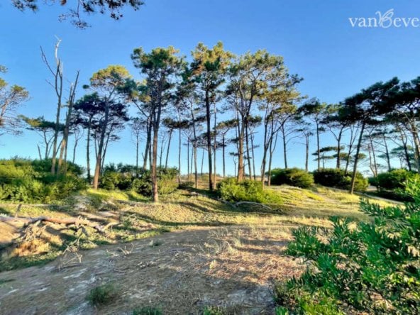 1 plot of land with access to the beach in el pinar