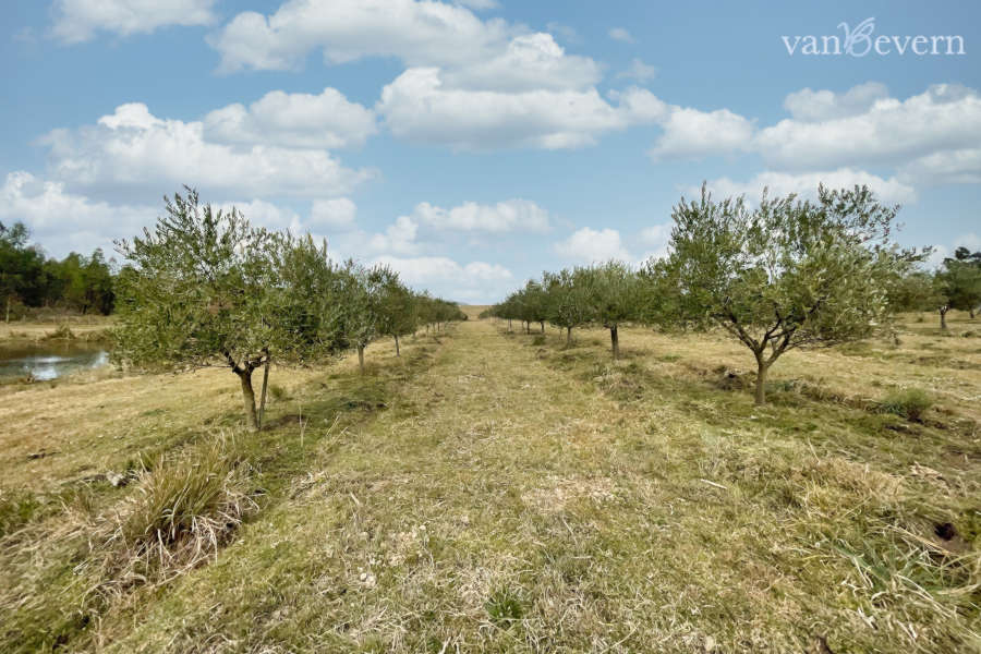 1 uruguay 10ha olive plantation on route 39