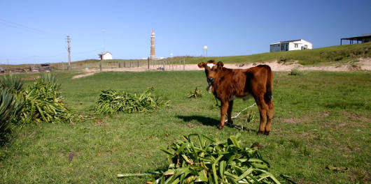 Nicht Borkum und nicht Amrum: Leuchtturm am Cabo Polonio